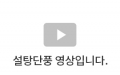 설탕단풍 영상3