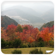 단풍 사진 3